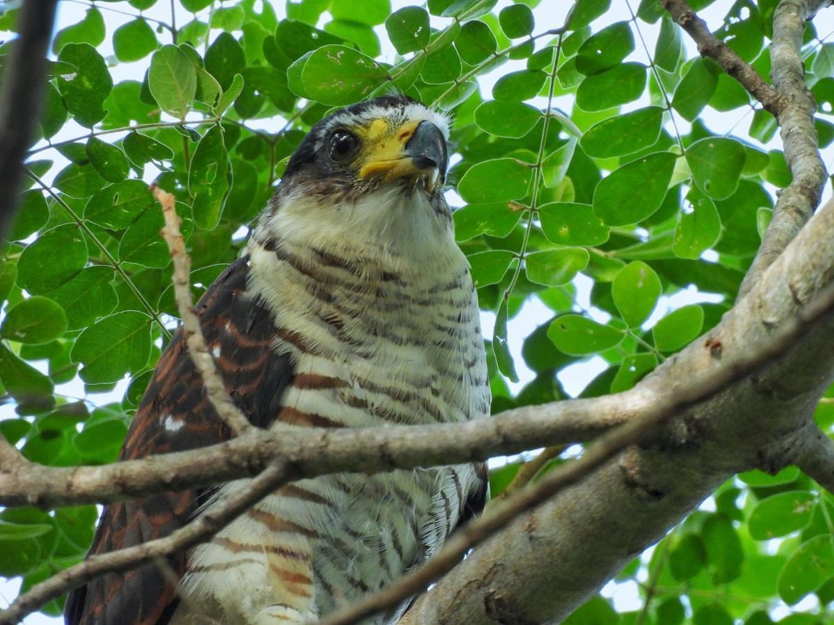 Finca Ecoturistica Los Jagueyes Baraya Exteriér fotografie