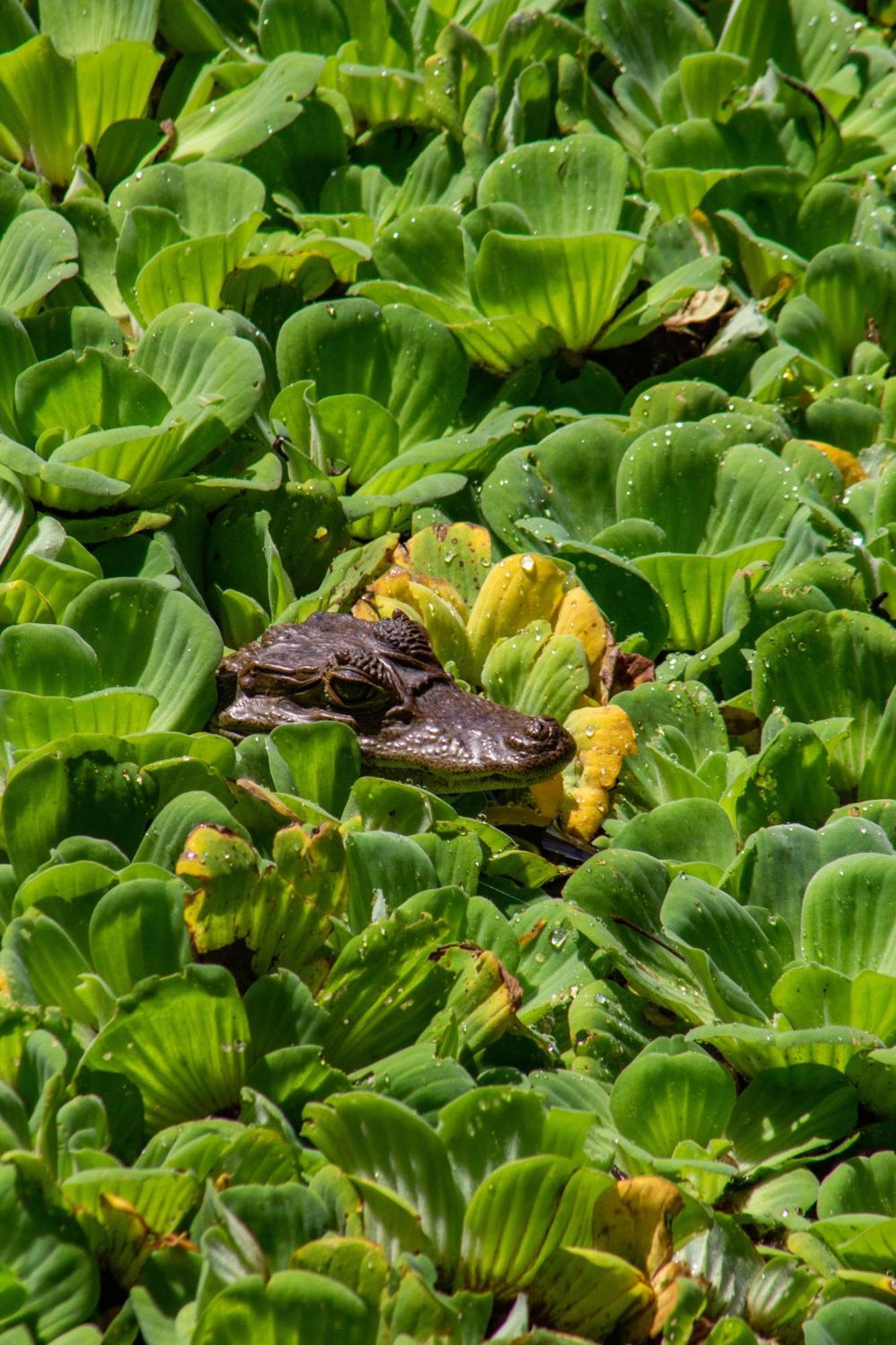 Finca Ecoturistica Los Jagueyes Baraya Exteriér fotografie